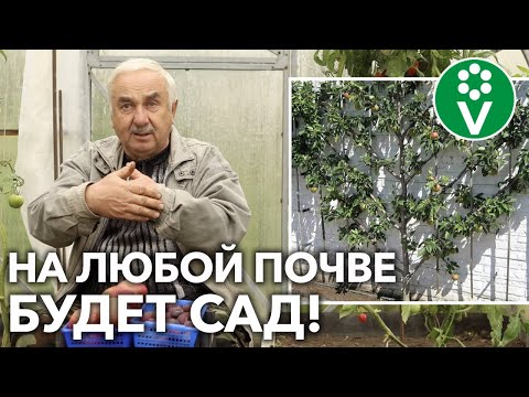 Как высаживать саженцы в сложных условиях! Руководство по закладке сада!