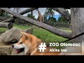 ZOO Olomouc se psem | Štěně Akita Inu Takara
