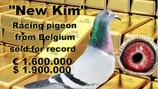 'New Kim'  Belgian Pigeon & New Record €1.600.000
