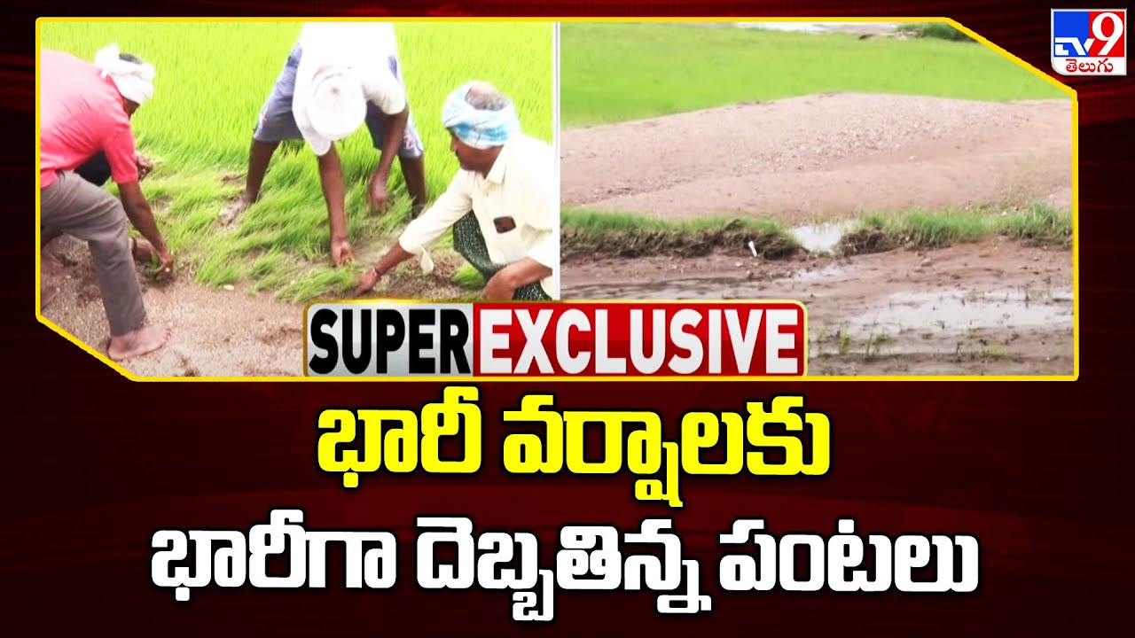 Karimnagar : Crops were heavily damaged due to heavy rains - TV9 - YouTube