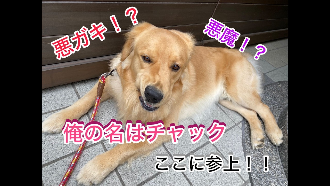 チャック降臨✨