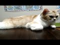猫とギターリハビリ練習🎶🎵✨⭐️😻💓