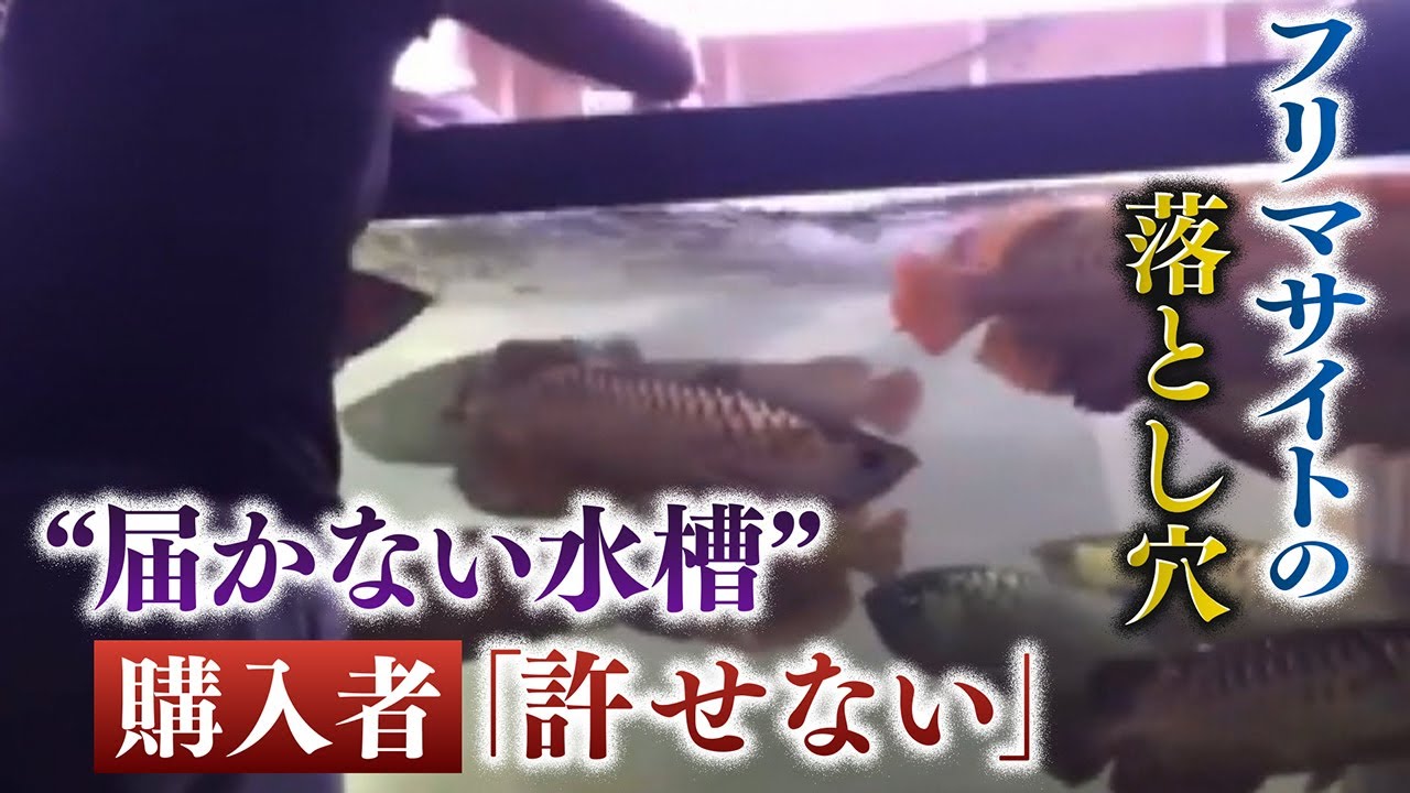 In-depth coverage] The pitfalls of flea market sites: The fish