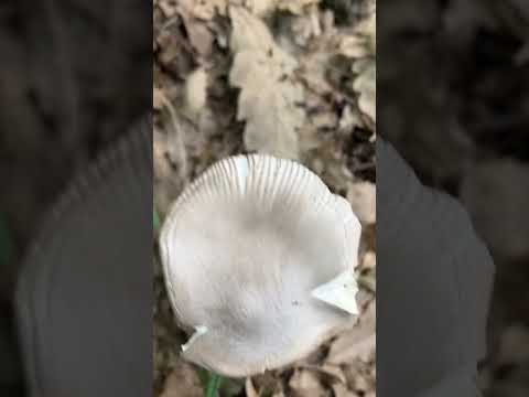 “ Amanita vaginata