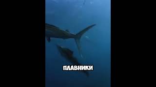 Парусник - самая быстрая рыба в мире! 🥶🤔 #факты #рекомендации #shorts