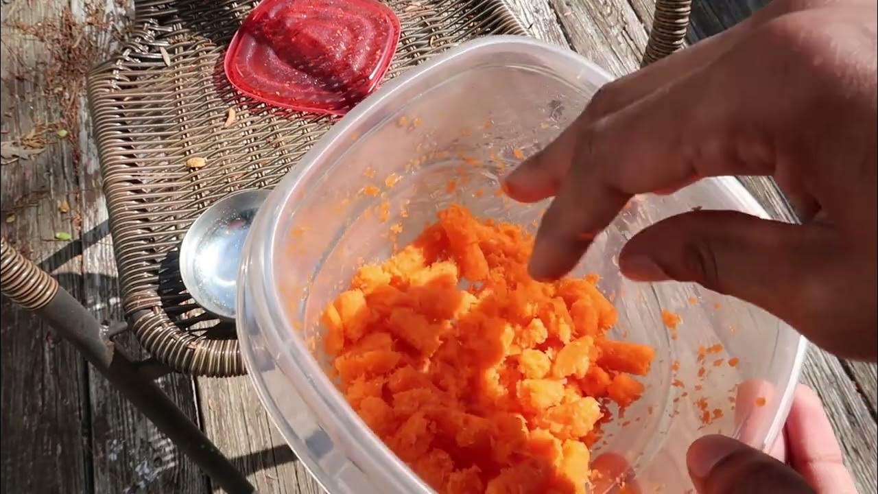 Do Chickens Like Carrot Pulp? YouTube