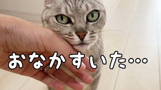 マロちゃんが朝ごはんを吐いてしまった日