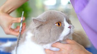 The cute cat loves grooming(bath)! ✂❤