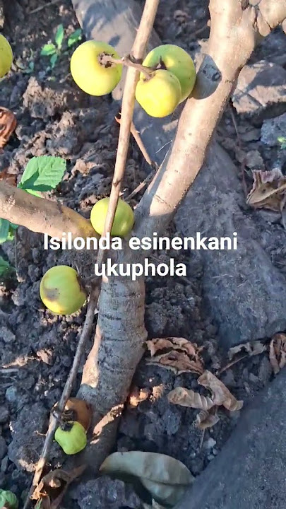 Isilonda esingapholi kalula‼️‼️‼️‼️