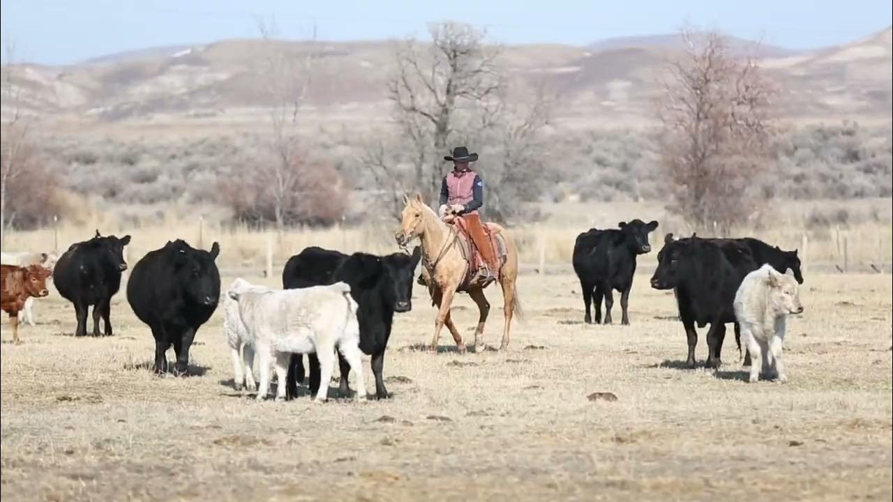 Lot 9 Mobsters Hideout 2017 gelding in Winnemucca Ranch Horse Sale