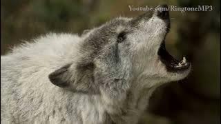 WOLF HOWL - New mp3 ringtone #mp3  #wolf_howl_ringtone2022 #wolf_howl_mp3_ringtone2022