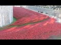 Amazing Thousands of Red Poppies at Tower of London