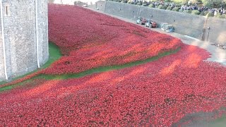 Amazing Thousands of Red Poppies at Tower of London