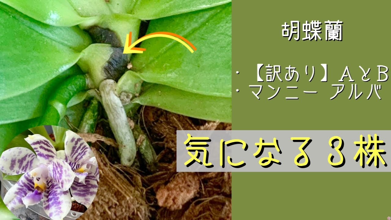 2026年4月29日 胡蝶蘭《訳あり株とだいじな株》 干してある3株 少し
