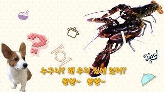 싱싱한 랍스터 개봉기~ 600g 2마리 시켰네요~ [Steamed fresh lobster]