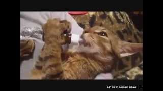 Русские коты и кошки ни где не пропадут Русские коты и кошки ни где не пропадут