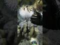 pufferfish😍#pufferfish #fish #aquarium #sea #nature #underwater