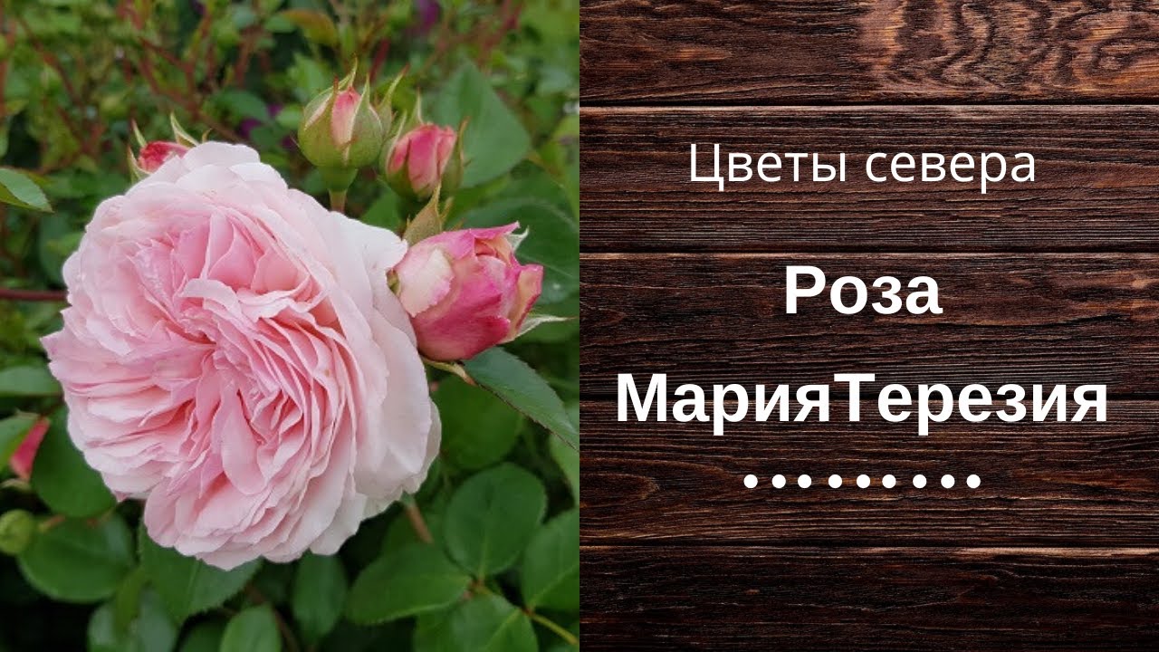 Роза Севера Интернет Магазин
