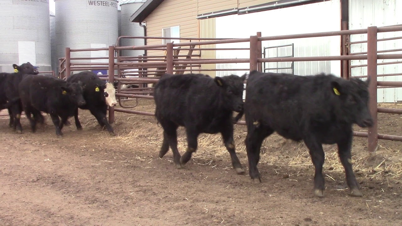 Schmidt Land & Cattle 201 BMX Steers YouTube