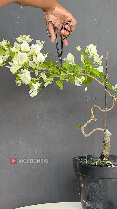 How to Get Bougainvillea to Flower