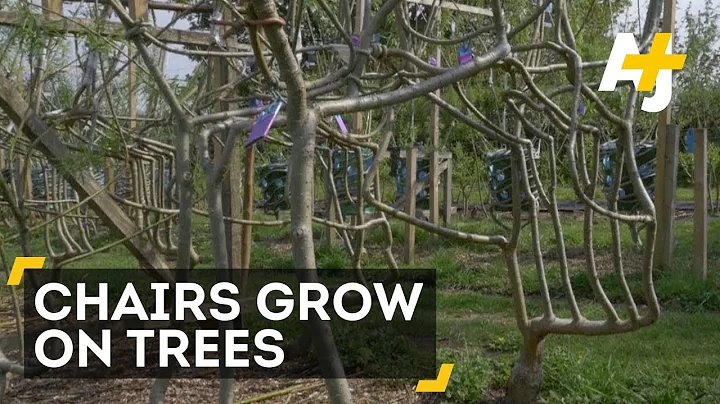 Growing Chairs On Trees || Living chairs || The Furniture Farmer | That's Amazing