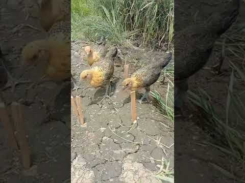 WOW!! Amazing primitive