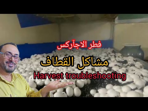 فطر الاجآر بعض مشاكل القطاف وحلها   