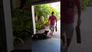 GSD Rocky Bite Work