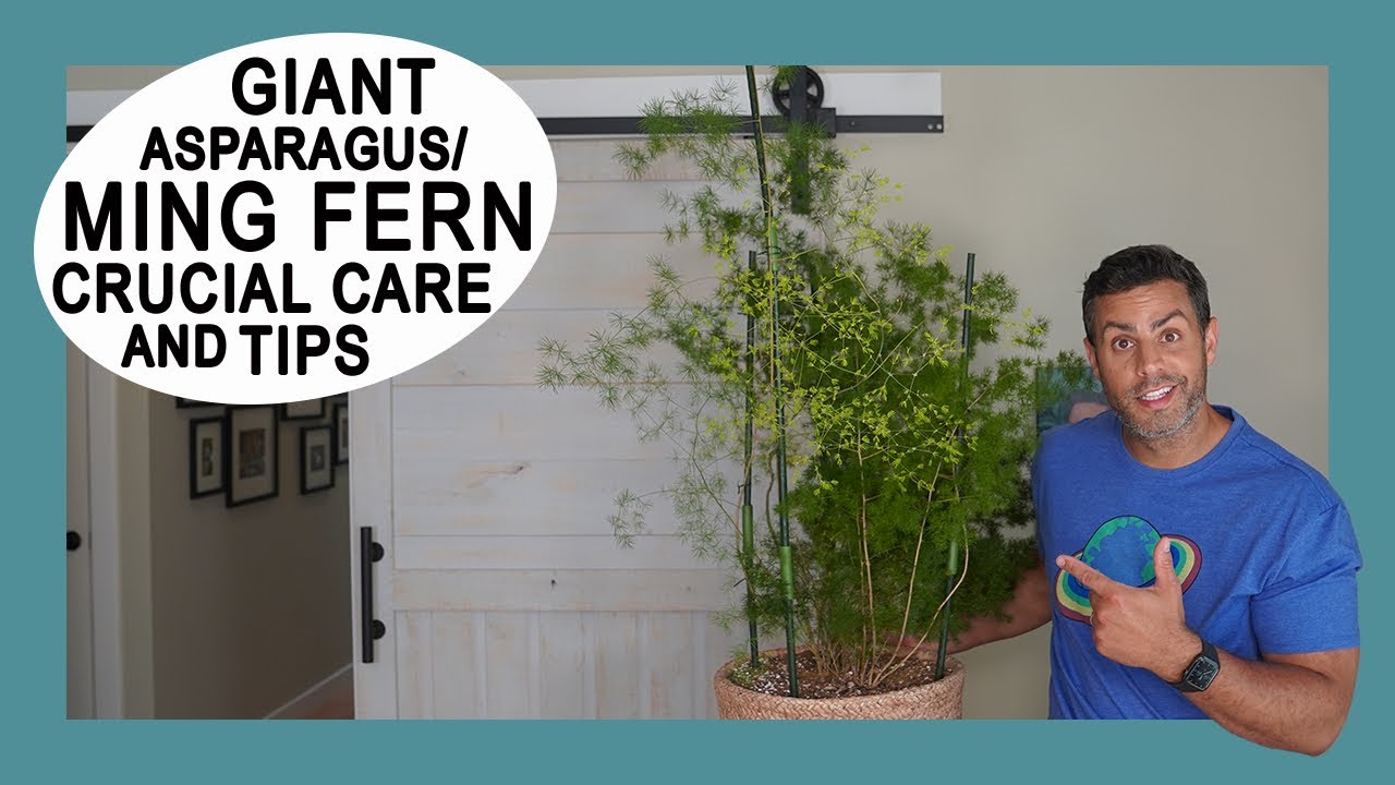 Asparagus Fern Care Guide for Lush Indoor Greenery