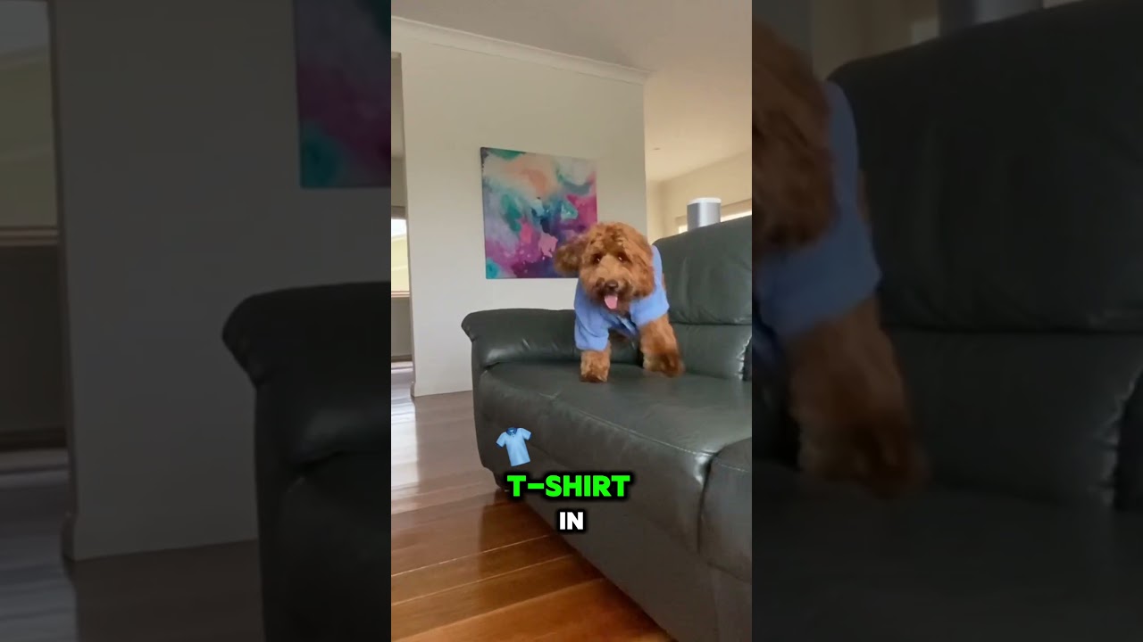 Stylish New Shirt for Labradoodle Max 🐶  #labradoodle #puppy #doglover #dogcostume
