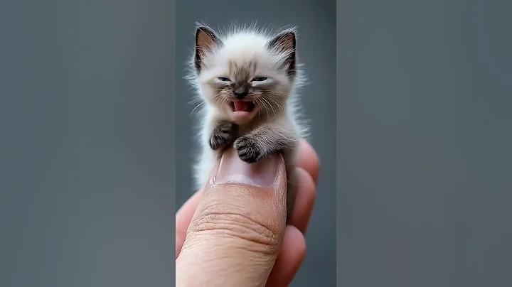 Video 9421941: cat kitten cutest, cats balinese kittens, tiny kitten cat