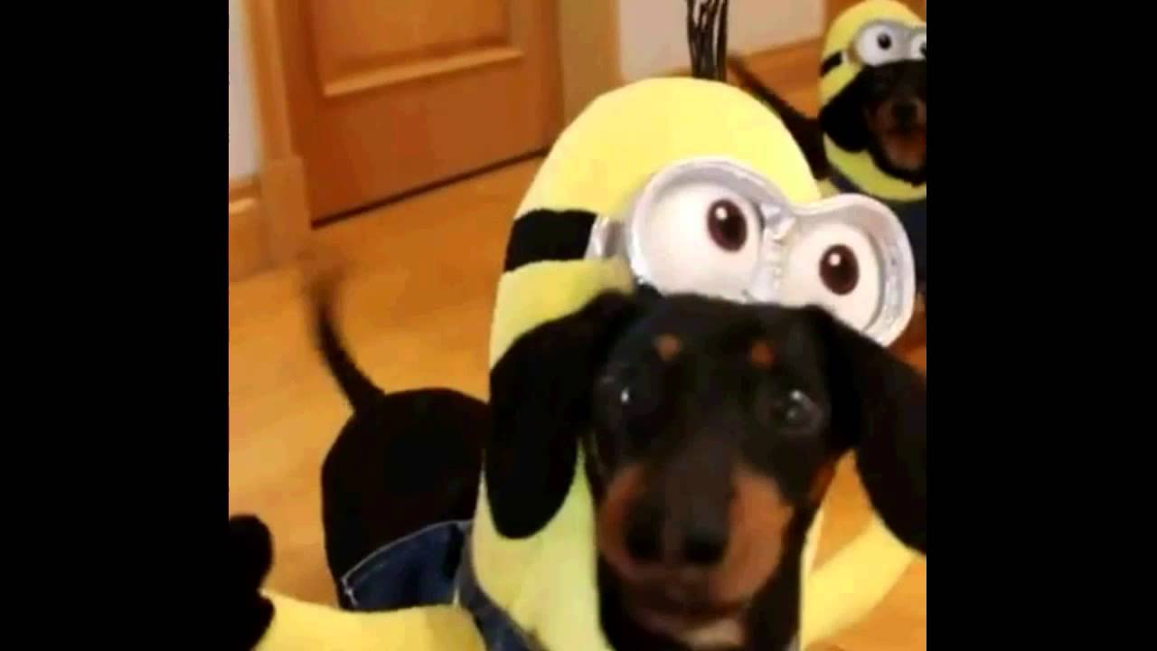 MINIONS DACHSHUND FUNNY COSTUMES YouTube