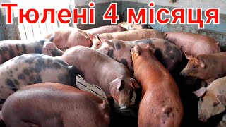 ЖЕВЖИКІВ ЗАБРАЛИ 🐖🐖🐖