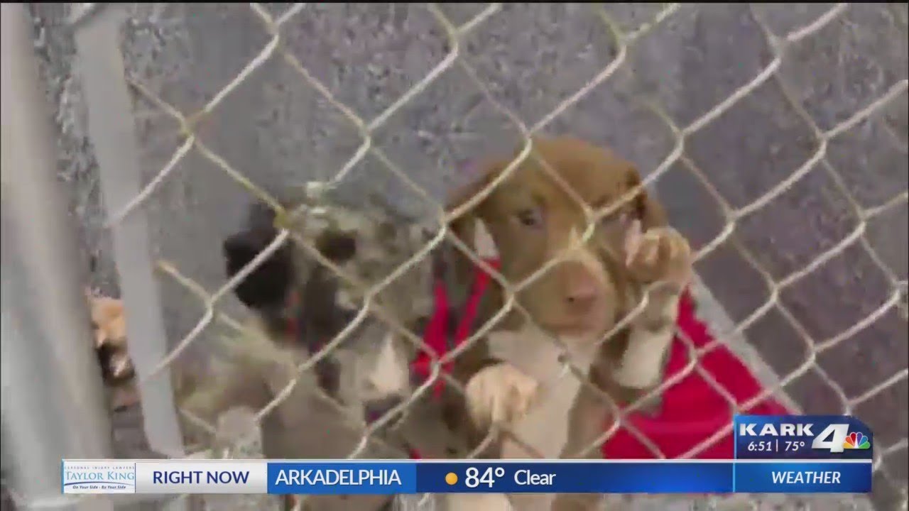 Humane Society of Pulaski County lowers adoption fees to help clear the  shelter - YouTube