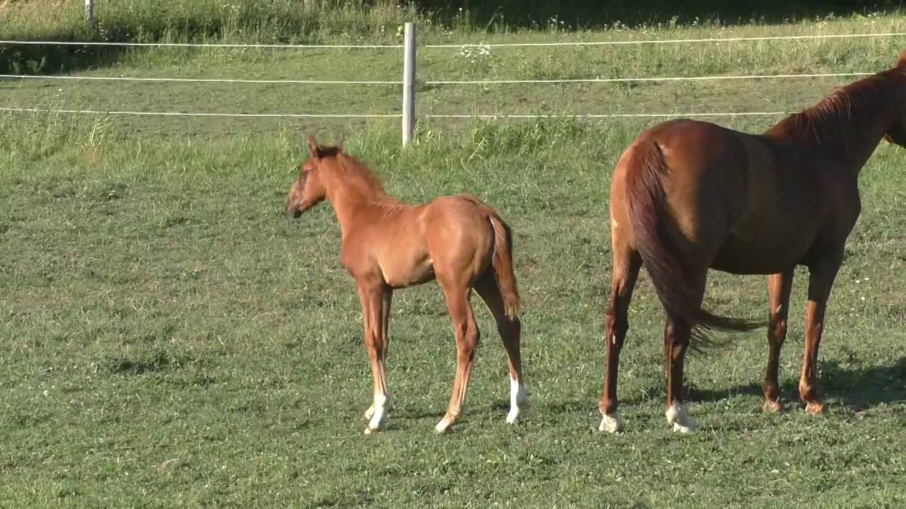 Liberace - For Sale (Livaldon x Westporte x Belisar) 2016 Hanoverian Colt
