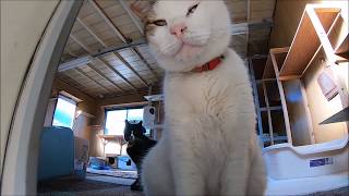 漁港にある猫ハウスを覗いたら、強面の猫に睨まれたwww