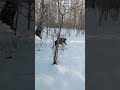 Канадский волк - гибрид. 26 ноября 2024