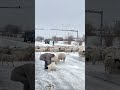Icy Road Is Impassable for the Sheep, Shepherds Rescue the Falling Sheep