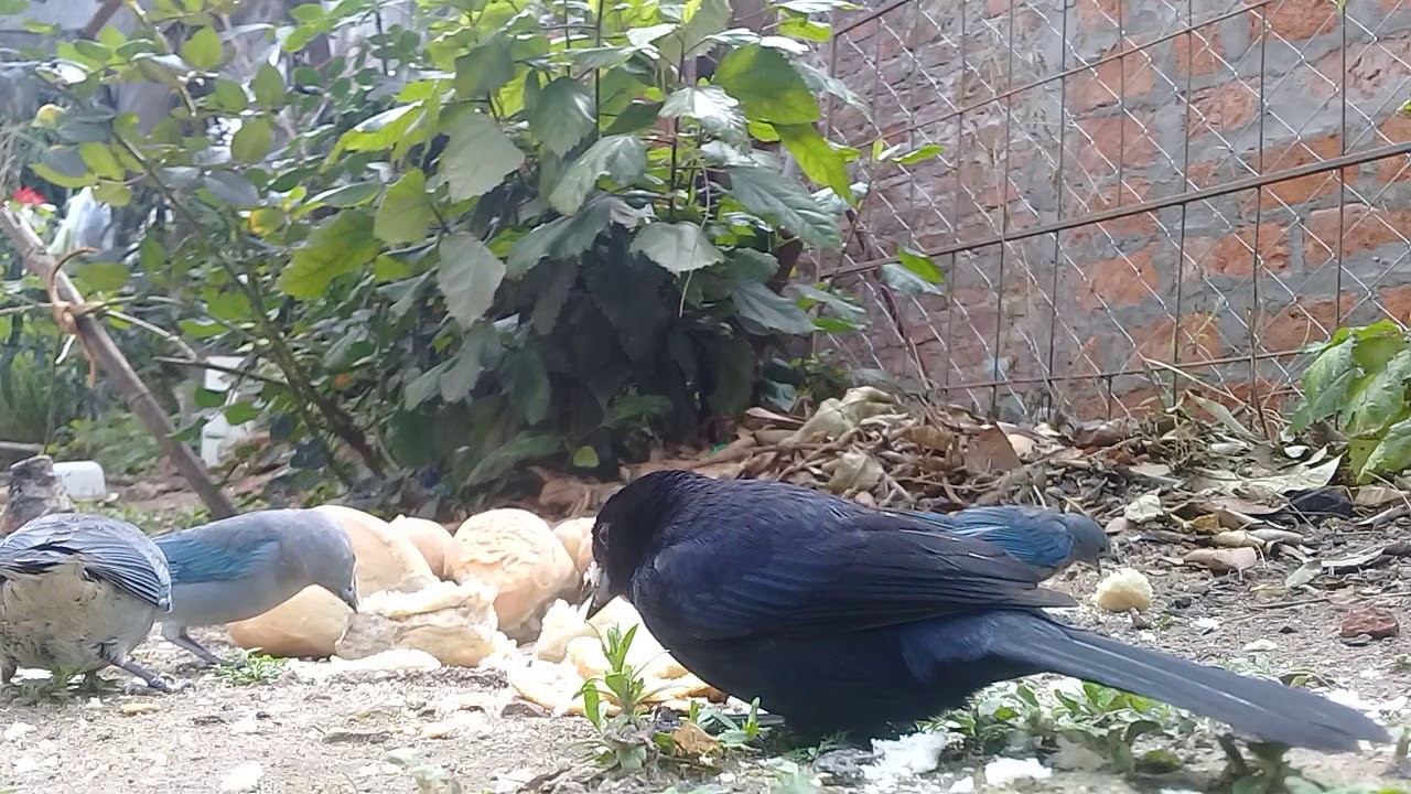 Aves del chaco argentina!