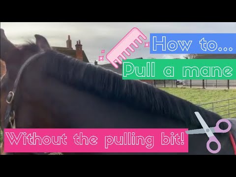 How to | Pull a mane | without the pulling bit!