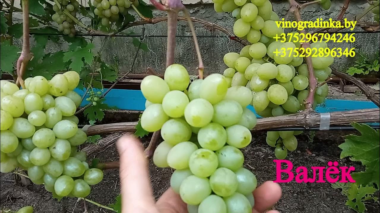 Виноград василиса фото