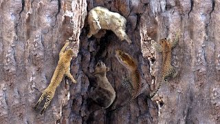 Solo 5 Depredadores Pueden Atrapar Con éxito a las Cabras De Montaña ¡Veamos Las Extremas Técnicas!