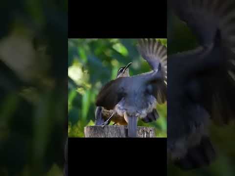 Видео: Практикуют свои брачные танцы 