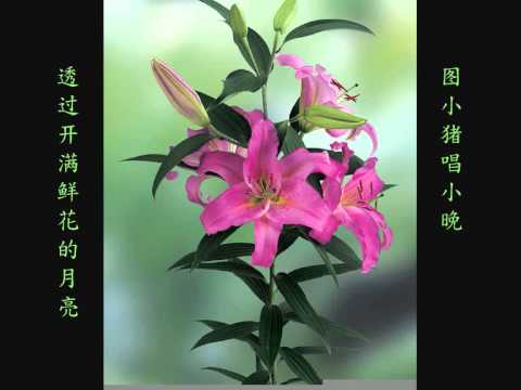 第211首：透过开满鲜花的月亮