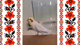 Funny pets 2024  🐶 Curious antics of animals  🐈 ❤️ #176 by Animal jokes and music. 58 views 3 weeks ago 4 minutes, 49 seconds
