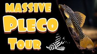 Pleco Collection  Tour and Update