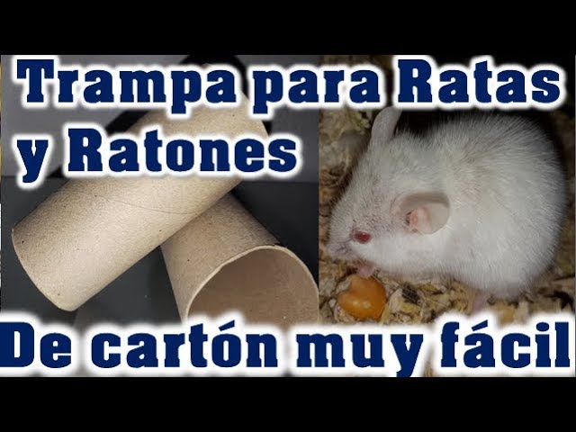 4 Trampas Para Ratas Los Ratones Mata Raton De Control Plagas Trampa Facil  NUEVO