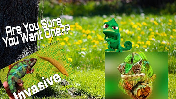 What You Need to Know Before Getting a Chameleon!!