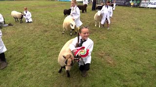 Trinwyr Defaid Ifanc | Young Sheep Handlers