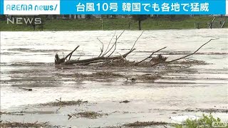 台風10号が韓国でも猛威 各地で浸水や停電被害(2020年9月7日) - YouTube